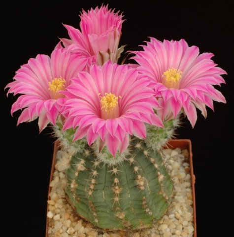 Echinocereus_pulchellus_2